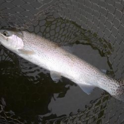 大安トラウトレイク 釣果